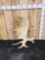 17 Lbs Alaskan Moose Shed Antler