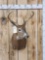 5x5 Whitetail Shoulder Mount Taxidermy