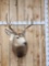 5x5 Mule Deer Shoulder Mount Taxidermy