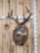 4x4 Whitetail Shoulder Mount Taxidermy