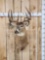Main Frame 5x5 Whitetail Shoulder Mount Taxidermy
