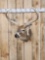 4x4 Whitetail Shoulder Mount Taxidermy