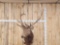 6x6 Elk Shoulder Mount Taxidermy