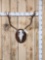 Fallow Deer Antlers On Plaque
