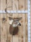 Freak 3x2 Whitetail Shoulder Mount Taxidermy