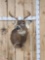 5x5 Whitetail Shoulder Mount Taxidermy
