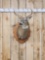 Nice 4x4 Whitetail Shoulder Mount Taxidermy