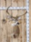 Main Frame 5x5 Whitetail Shoulder Mount Taxidermy