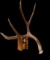 Massive 87? Typical Colorado Mule Deer Shed Antler