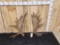 20 Lbs Set Of Alaskan Moose Shed Antlers