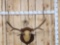 6x6 Elk Antlers On Plaque