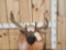 Big Nontypical Wild Illinois Whitetail Antlers On Plaque