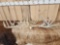Group Of 4 Whitetail Shed Antlers