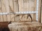 11.2 Lbs Elk Shed Antler