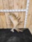 19 Lbs Alaskan Moose Shed Antler