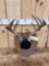 6x5 Wild Illinois Whitetail Antlers On Plaque