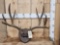5x5 Mule Deer Antlers On Plaque