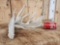 Gnarly Nontypical Whitetail Shed Antler