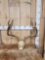 Heavy Mass 5x5 Mule Deer Antlers On Skull