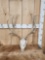 4x4 Mule Deer Antlers On Skull