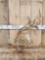 Caribou Antlers Package Lot