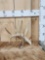 Main Frame 5 Point Whitetail Shed Antler