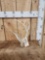 Freak Nontypical Whitetail Shed Antler