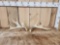 Set Of Wild Illinois Whitetail Shed Antlers