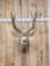 4x4 Mule Deer Shoulder Mount Taxidermy