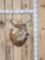 5x5 Whitetail Shoulder Mount Taxidermy