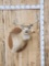 4x4 Whitetail Shoulder Mount Taxidermy