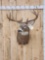 5x5 Whitetail Shoulder Mount Taxidermy