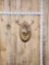 4x4 Whitetail Shoulder Mount Taxidermy