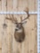 Big Gnarly Nontypical Whitetail Shoulder Mount Taxidermy