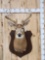 4x5 Whitetail Shoulder Mount Taxidermy