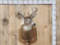 4x4 Whitetail Shoulder Mount Taxidermy