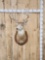 4x4 Whitetail Shoulder Mount Taxidermy