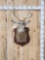 4x5 Whitetail Shoulder Mount Taxidermy