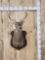4x4 Whitetail Shoulder Mount Taxidermy