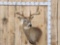 4x4 Whitetail Shoulder Mount Taxidermy