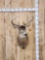 4x5 Whitetail Shoulder Mount Taxidermy