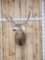 5x5 Mule Deer Shoulder Mount Taxidermy