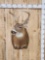 4x4 Whitetail Shoulder Mount Taxidermy