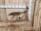 11 Lbs Self Standing Moose Shed Antler