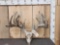 300 Class Whitetail Antlers On Skull