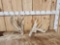Big Main Frame 6x4 Whitetail Shed Antlers