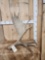 8.6 Lbs Self Standing Moose Shed Antler