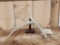 4 Point Whitetail Shed Antler