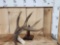 Canadian 5 Point Whitetail Shed Antler