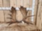 Set Of 14.2 Lbs Moose Shed Antlers